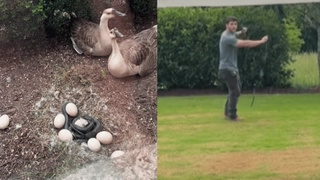 Viral Video: Man Saves Goose Eggs From Deadly Snake | Smitten Internet Can’t Stop Heaping Praise